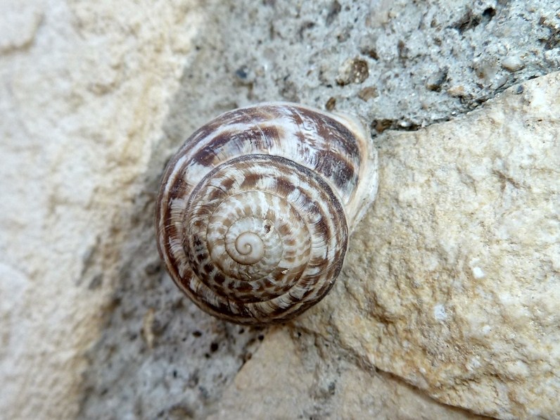 Tre chiocciole siciliane - Eobania vermiculata, Helicidae